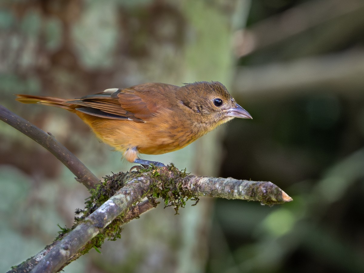 Ruby-crowned Tanager - ML618723549