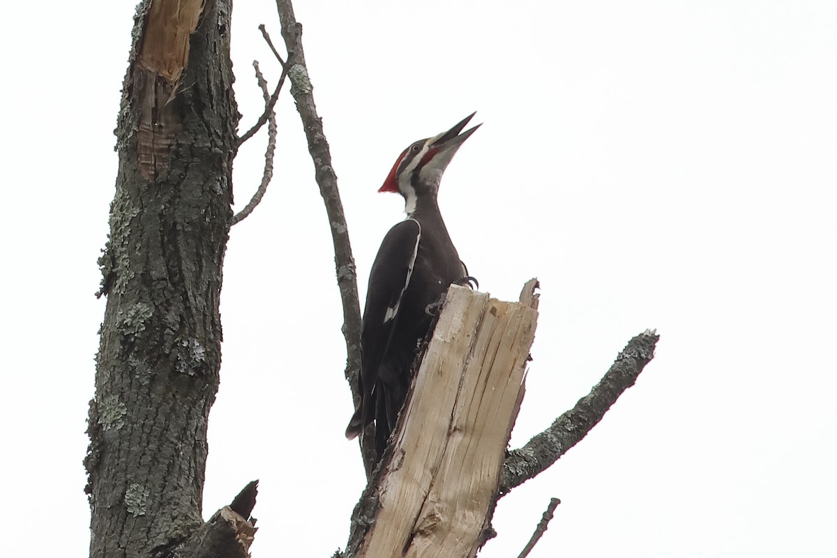 Pileated Woodpecker - John Mercer