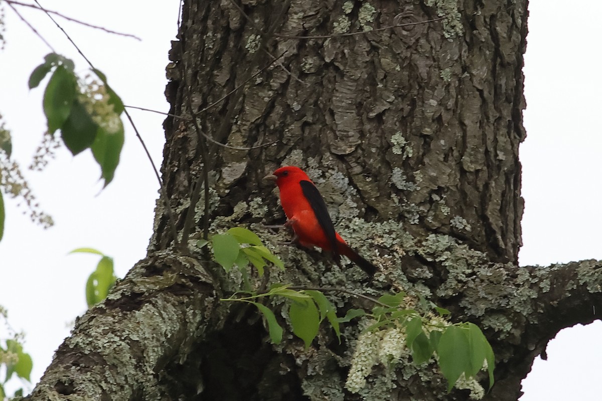Scarlet Tanager - ML618723625