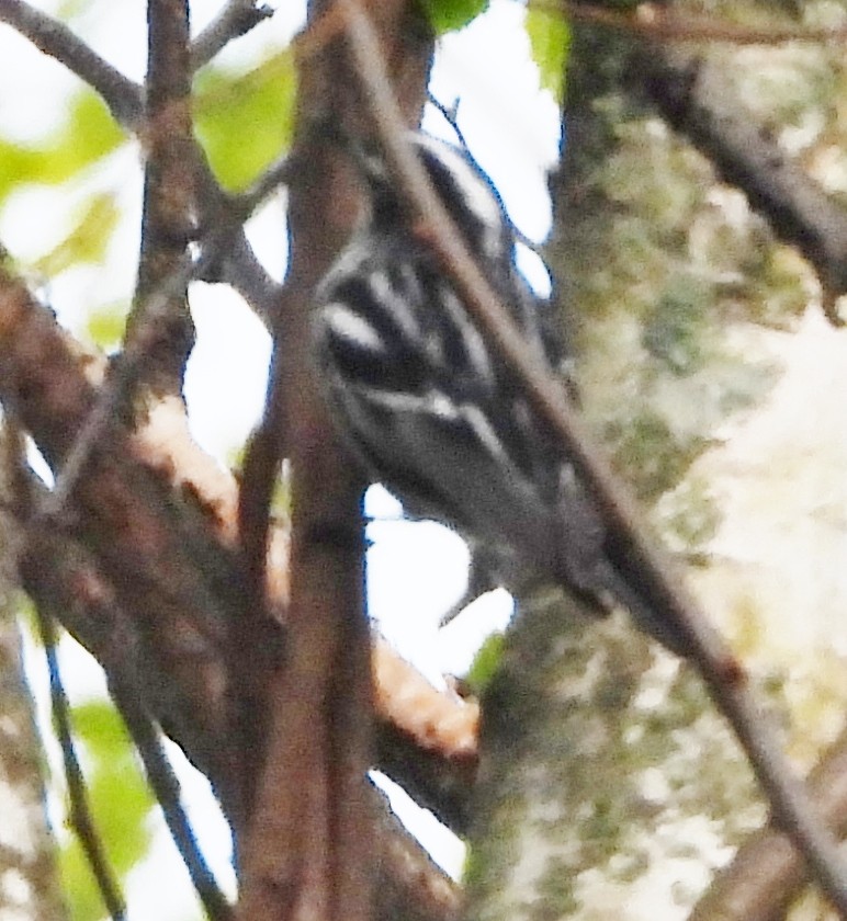 Black-and-white Warbler - ML618723682