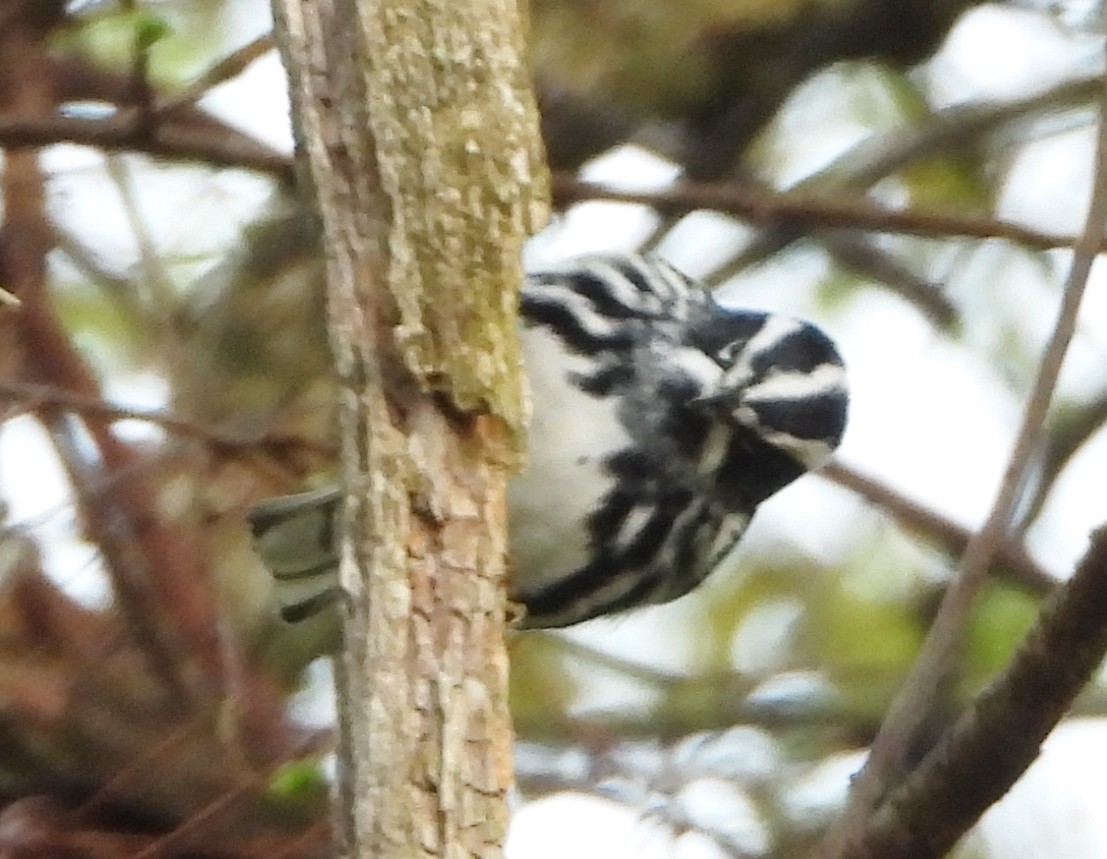 Black-and-white Warbler - alan murray