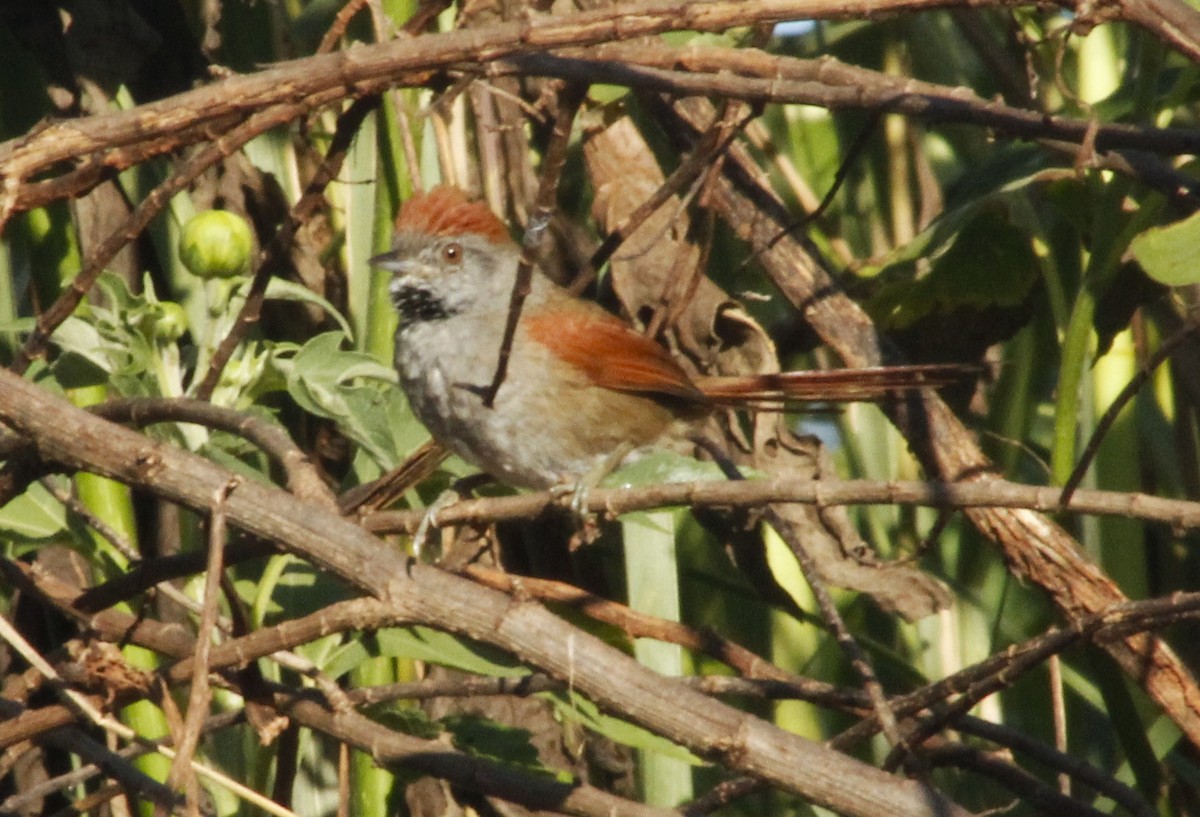 Sooty-fronted Spinetail - ML618723704