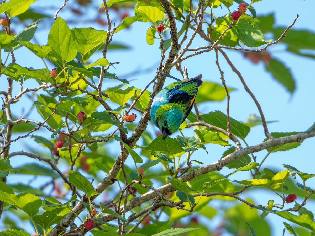 Green-headed Tanager - ML618723718