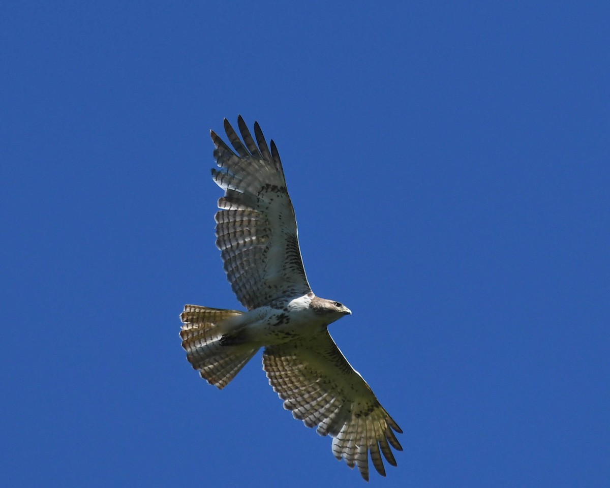 Red-tailed Hawk - ML618723737