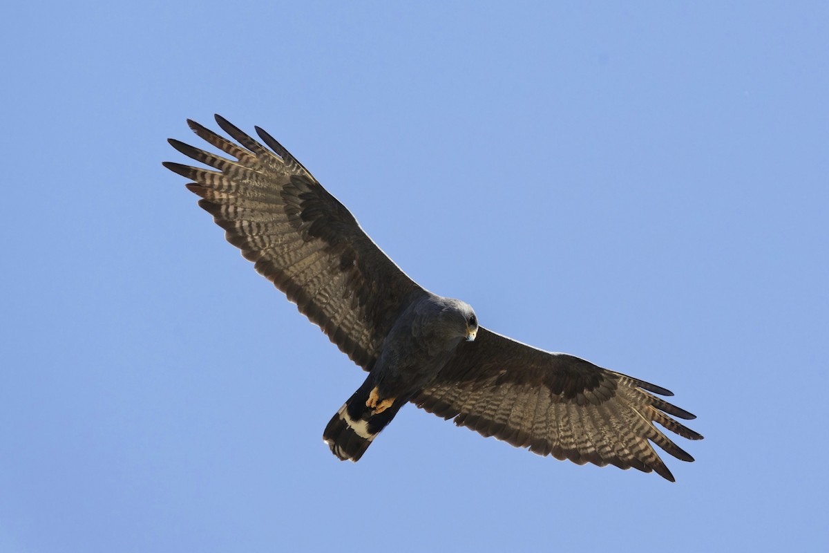 Zone-tailed Hawk - ML618723762