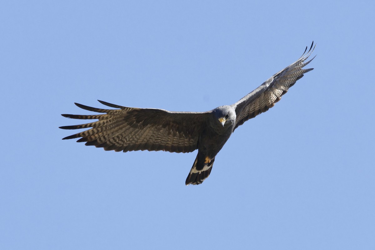 Zone-tailed Hawk - ML618723763