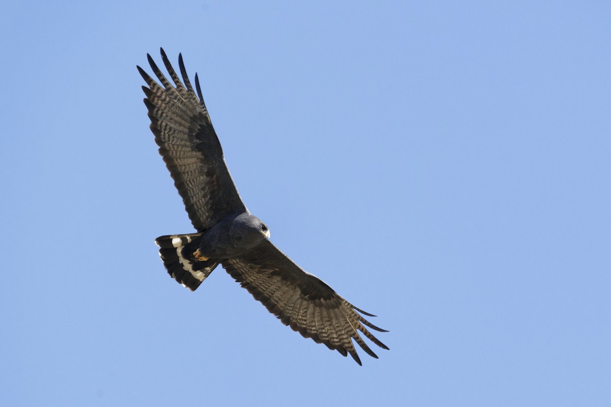 Zone-tailed Hawk - ML618723764