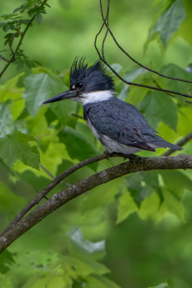 Belted Kingfisher - ML618723784