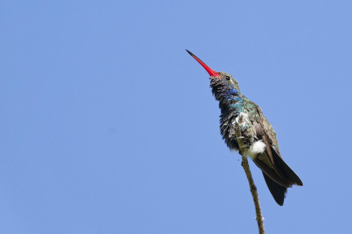 kolibřík širokozobý - ML618723806