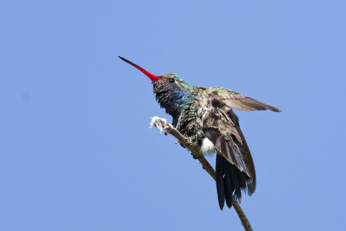 Broad-billed Hummingbird - ML618723807