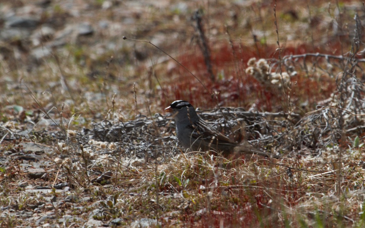 White-crowned Sparrow - ML618723814
