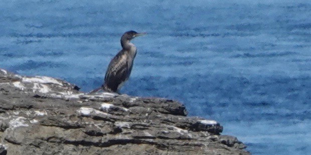 Great Cormorant (North Atlantic) - ML618723843