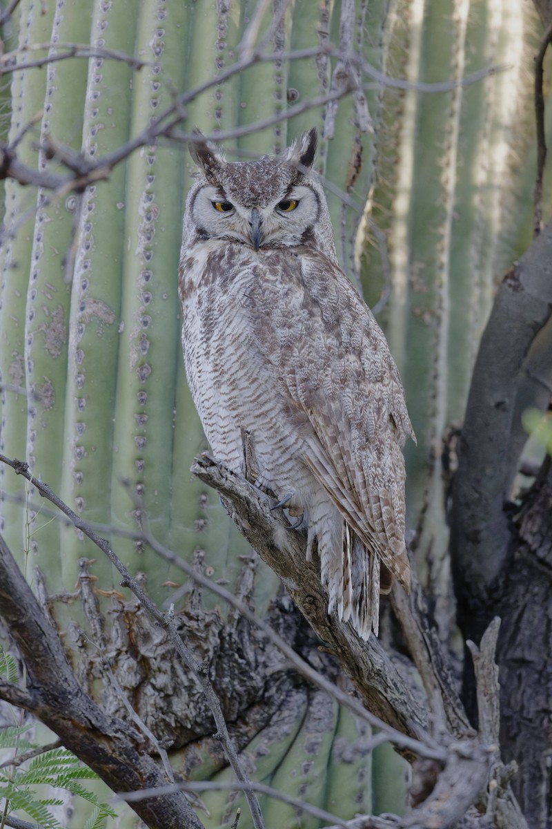 Great Horned Owl - ML618723869