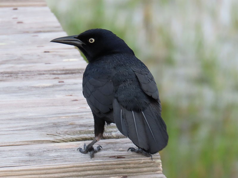 Boat-tailed Grackle - ML618723877