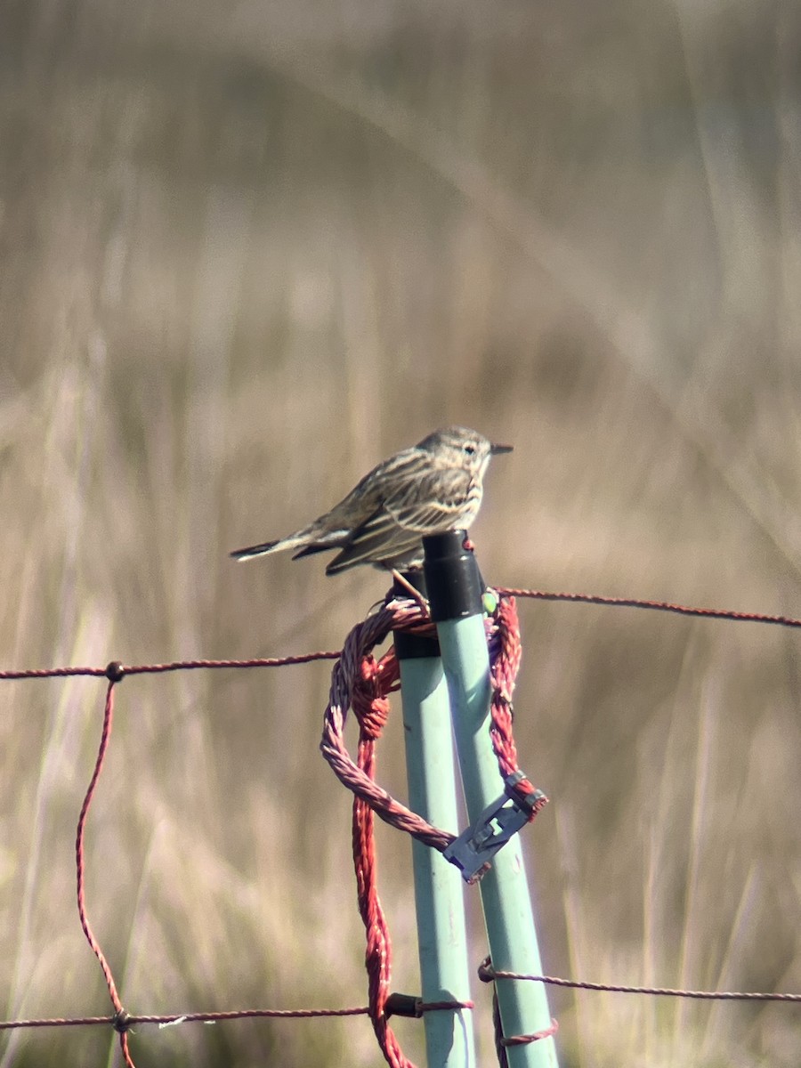 Meadow Pipit - ML618723898