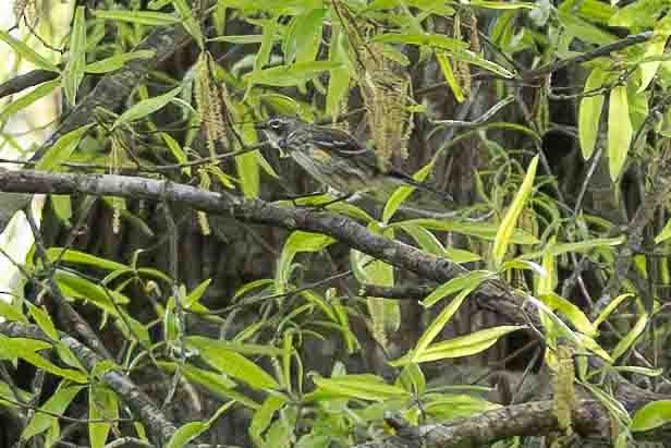 lesňáček žlutoskvrnný (ssp. coronata) - ML618723904