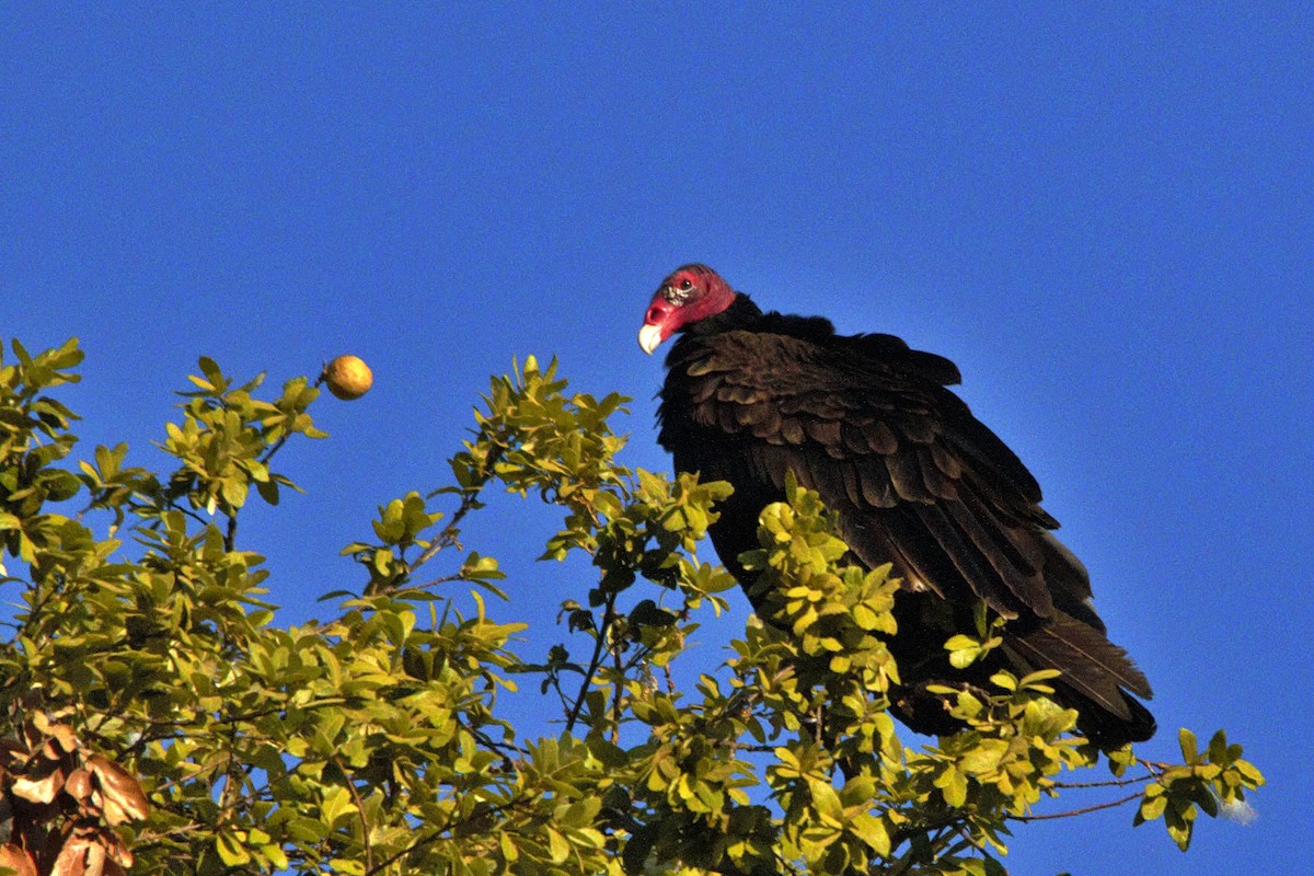 Turkey Vulture - ML618723915