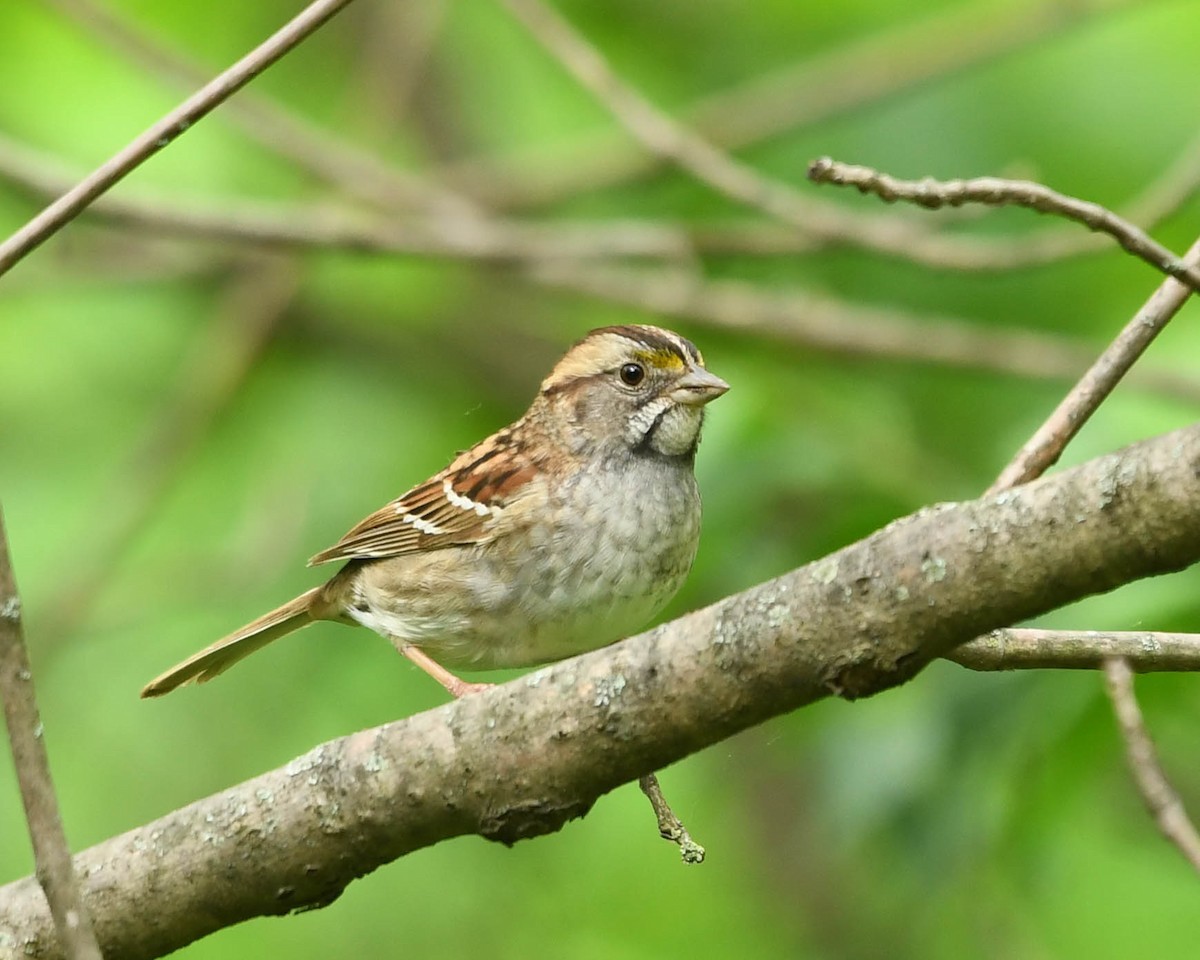 White-throated Sparrow - ML618723920