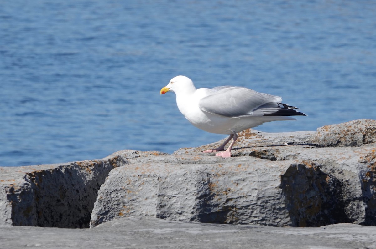 Herring Gull (European) - ML618723924