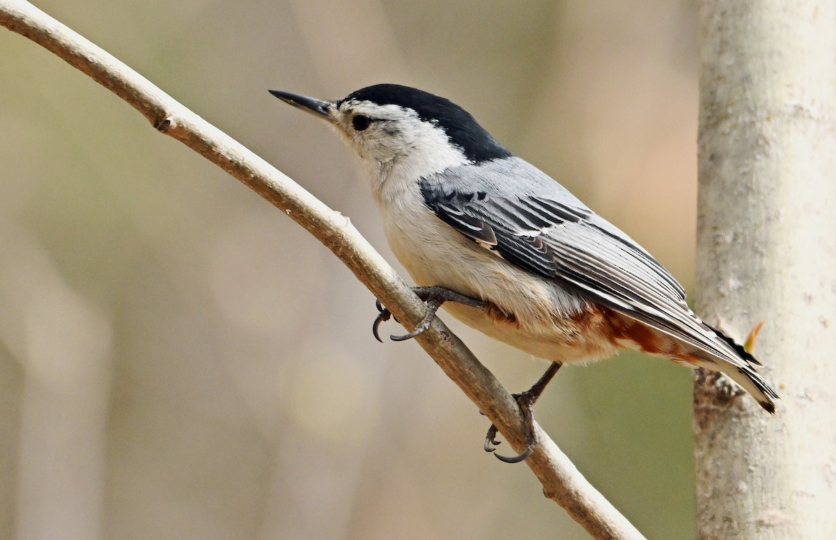 White-breasted Nuthatch - ML618723941