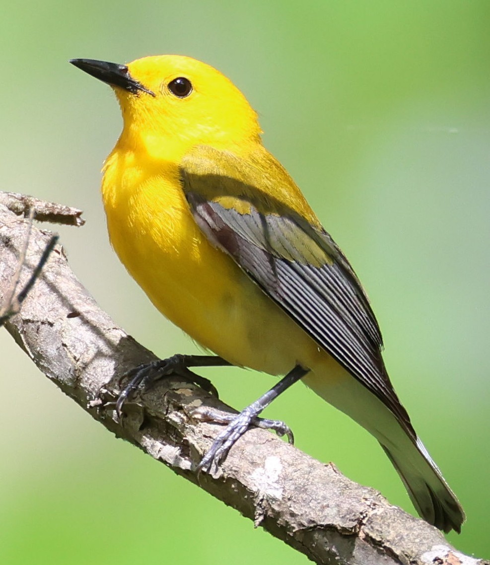 Prothonotary Warbler - Kenneth  Thompson