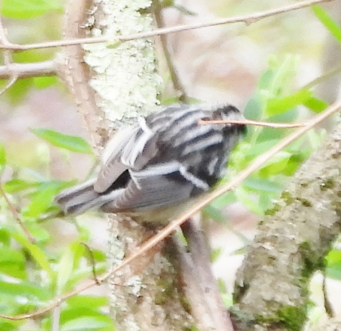 Black-and-white Warbler - ML618723987