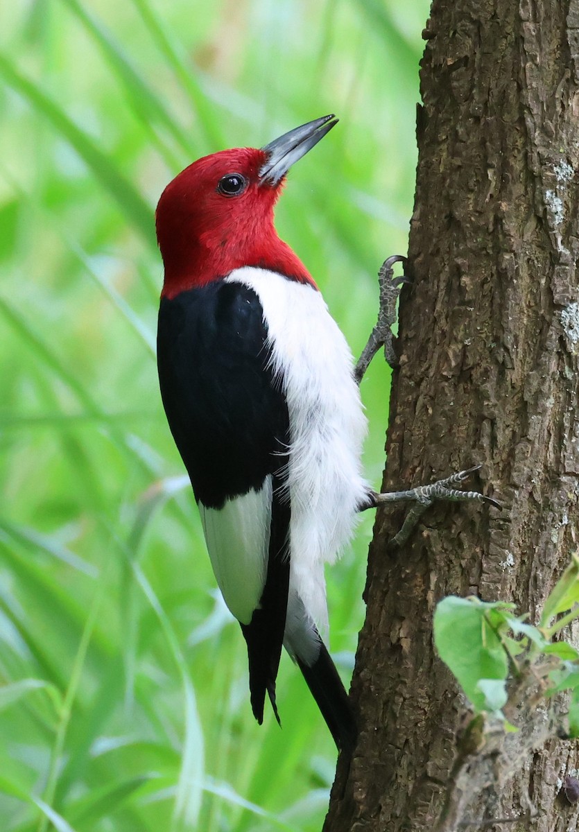 Red-headed Woodpecker - ML618724007