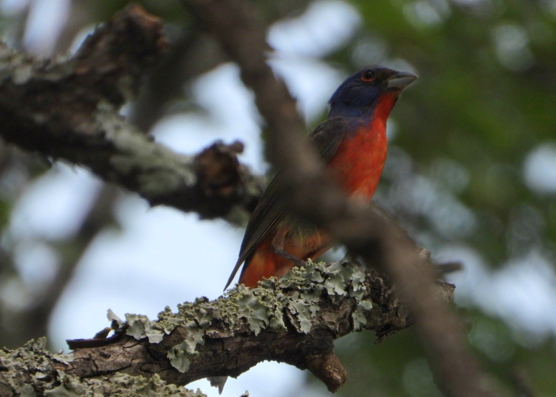 Painted Bunting - ML618724016
