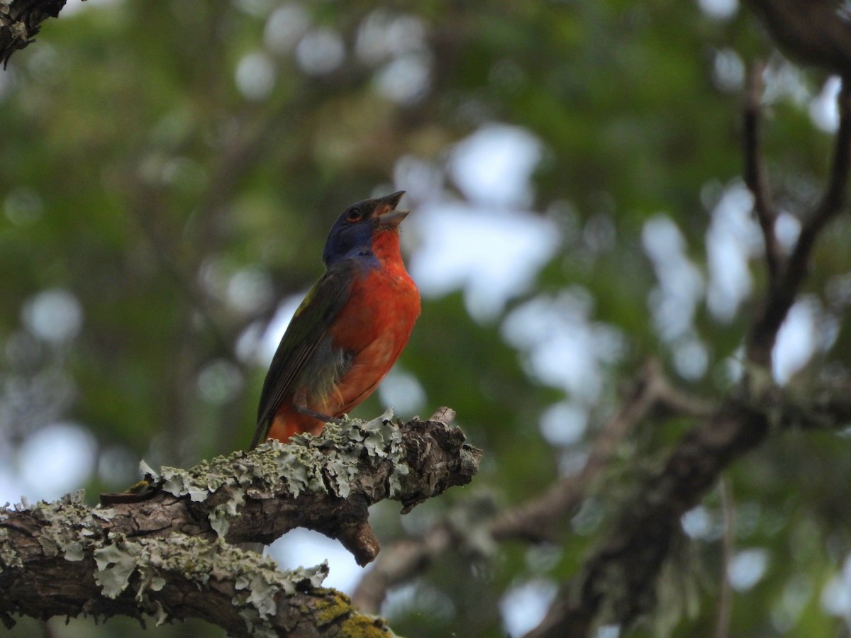 Painted Bunting - ML618724017