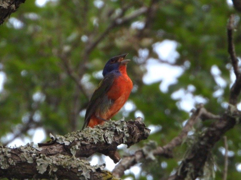 Painted Bunting - ML618724018