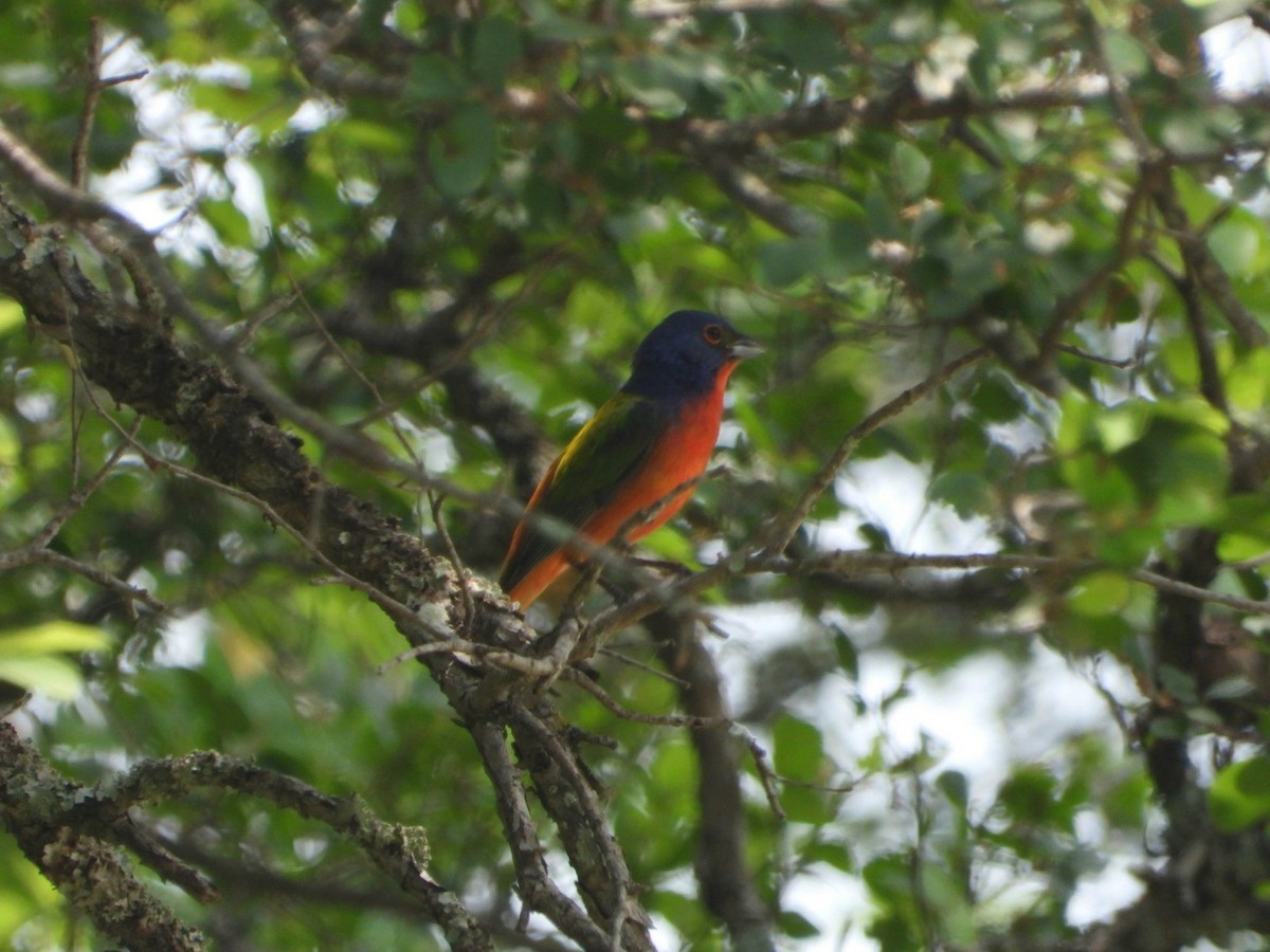 Painted Bunting - ML618724019