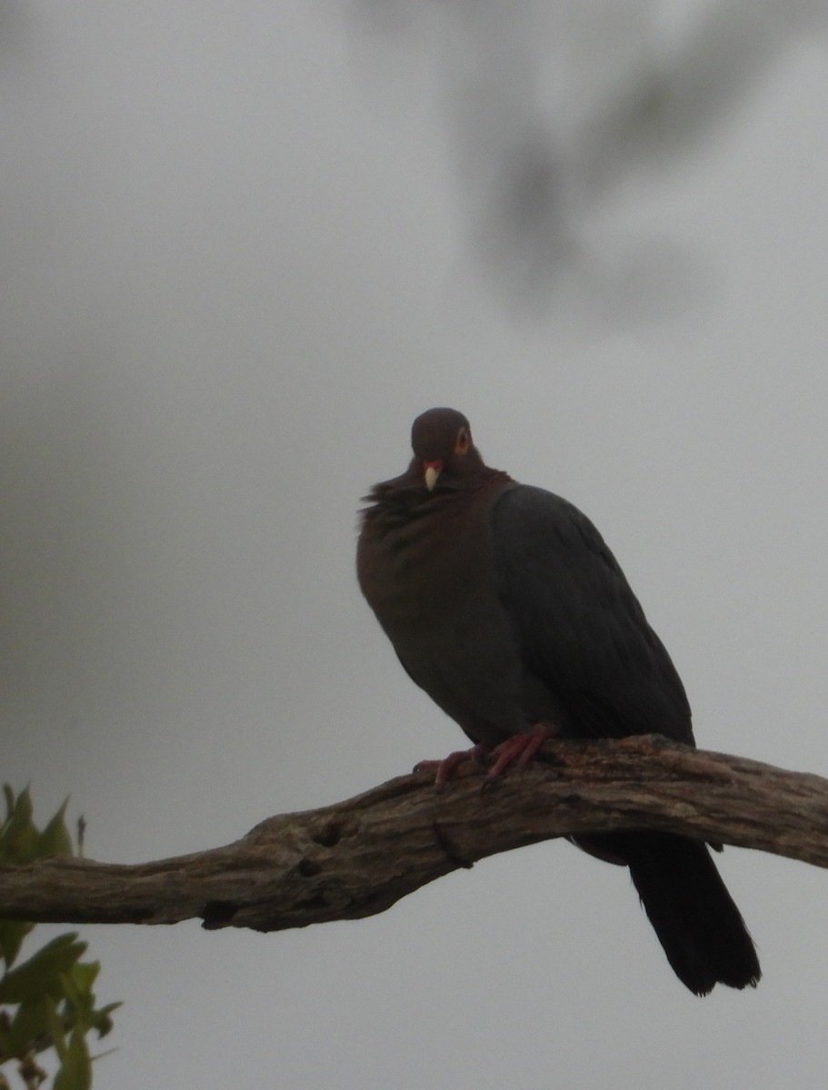 Pigeon à cou rouge - ML618724035