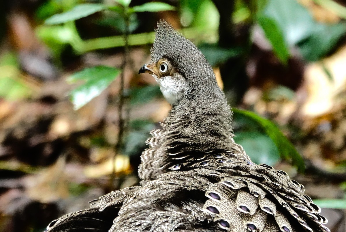 Gray Peacock-Pheasant - ML618724038