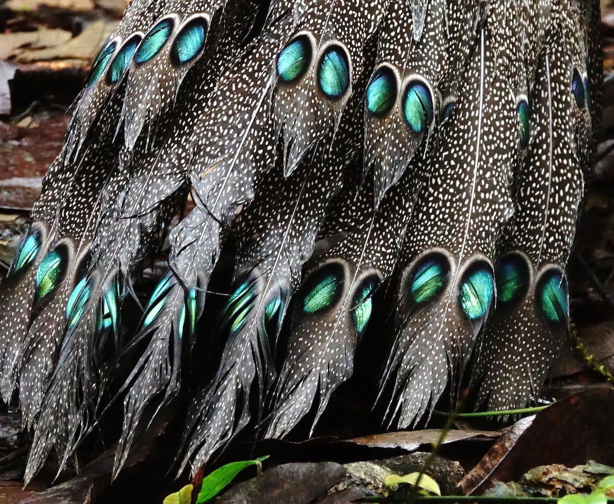 Gray Peacock-Pheasant - ML618724039