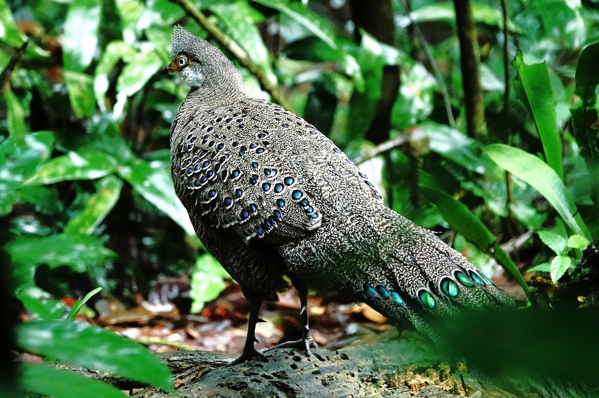 Gray Peacock-Pheasant - ML618724040