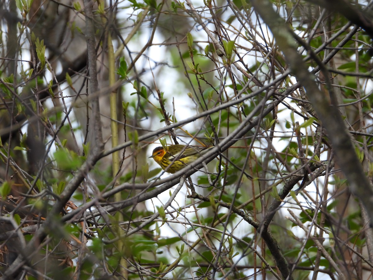Cape May Warbler - ML618724051