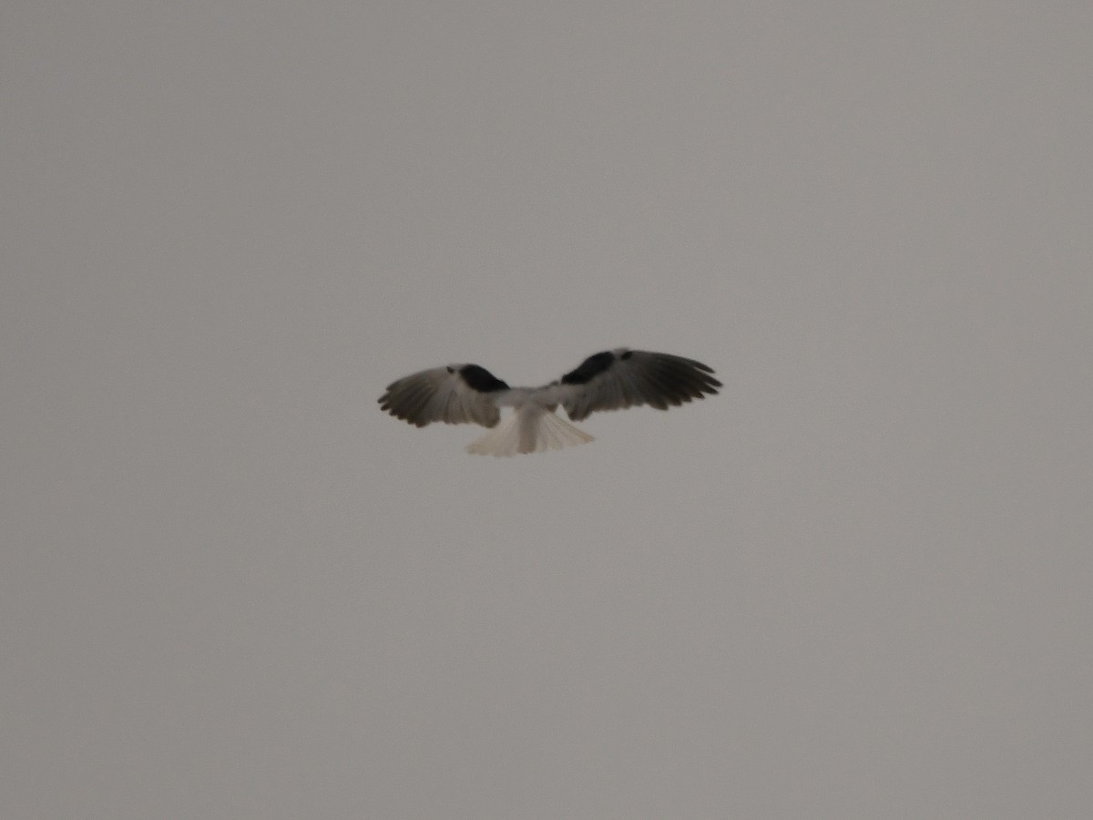 White-tailed Kite - ML618724062