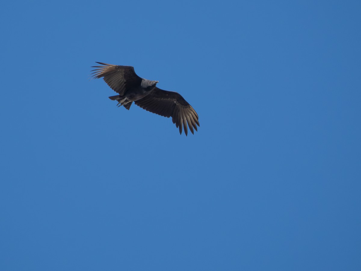 Black Vulture - ML618724100