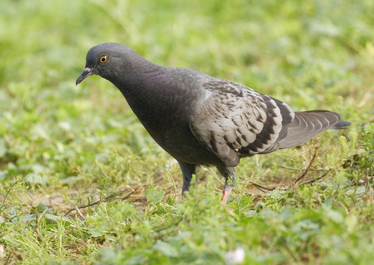 Rock Pigeon (Feral Pigeon) - ML618724115
