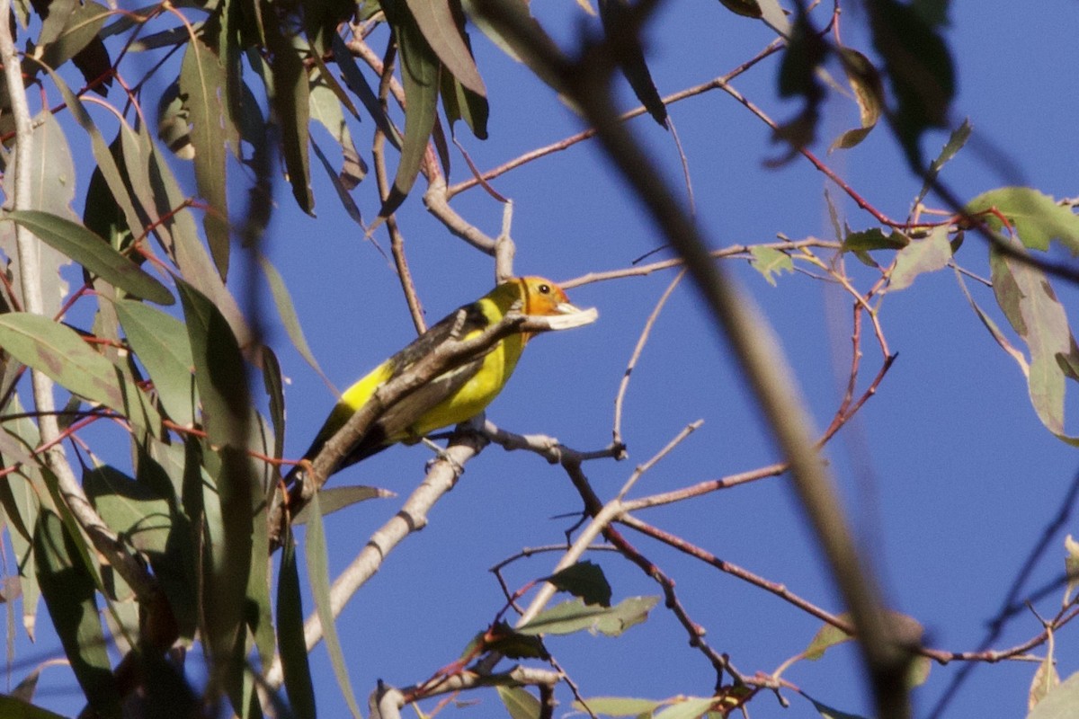 Western Tanager - ML618724121