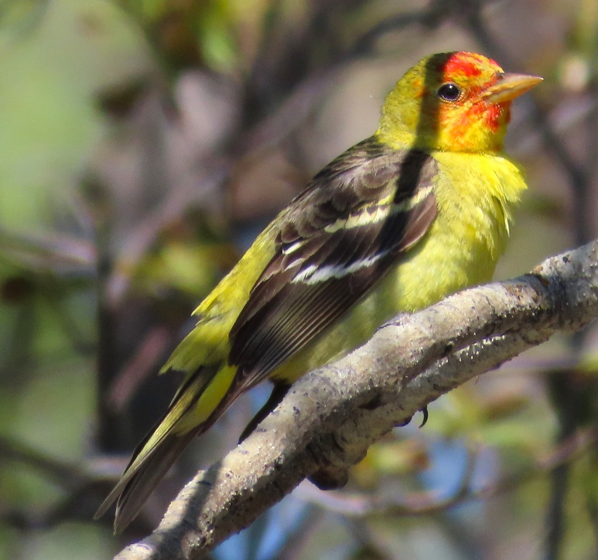 Western Tanager - ML618724183