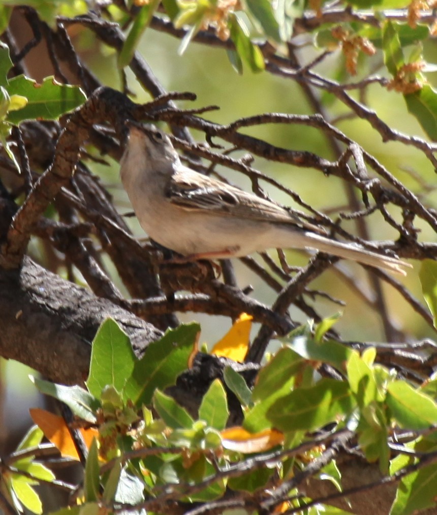 Rufous-crowned Sparrow - ML618724202
