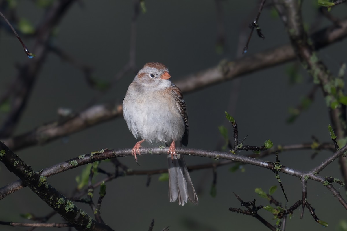 Field Sparrow - ML618724204