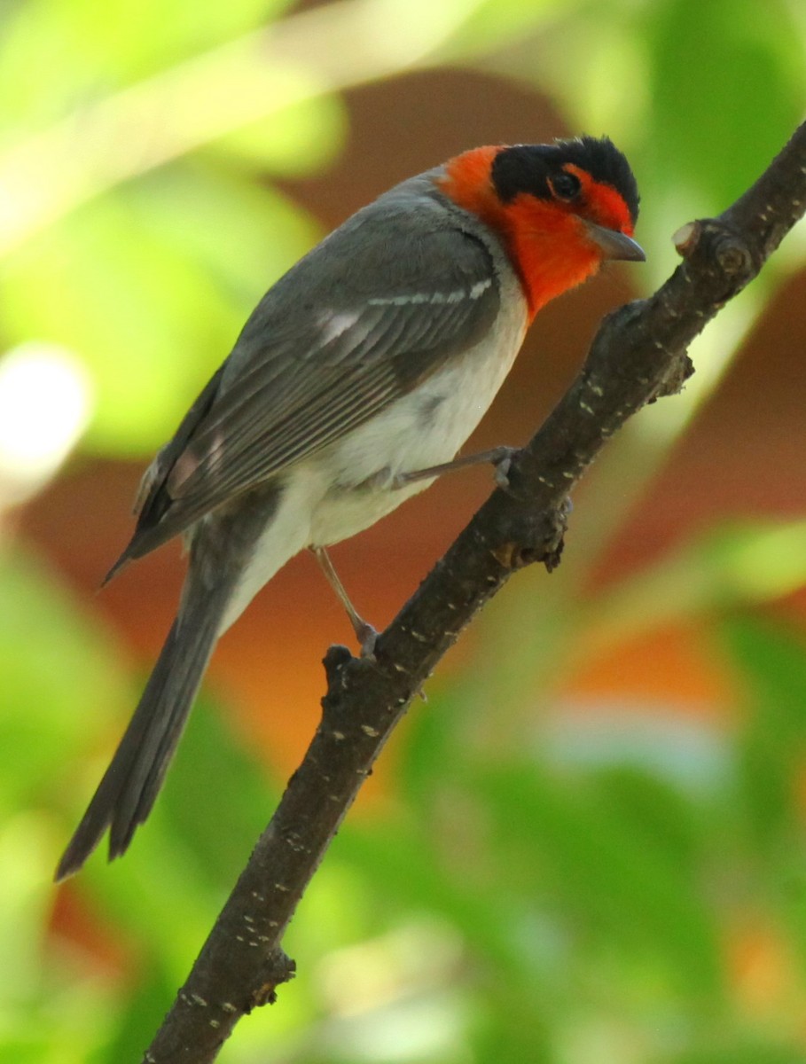 Red-faced Warbler - ML618724220