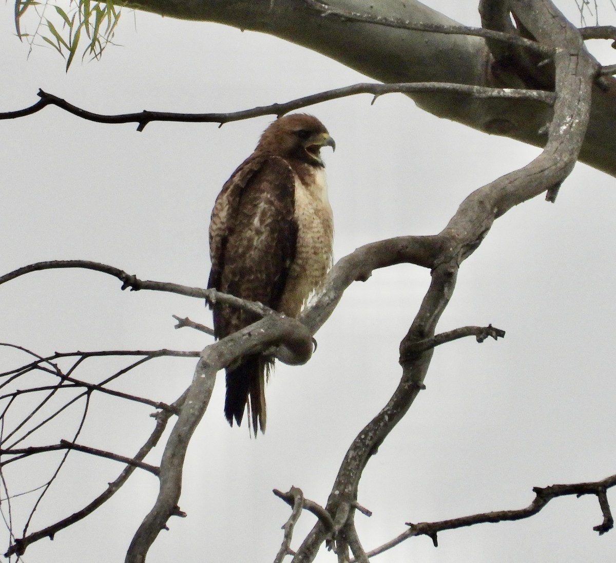 Red-tailed Hawk - ML618724226