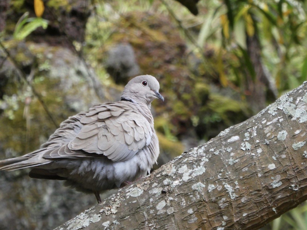 Eurasian Collared-Dove - ML618724227