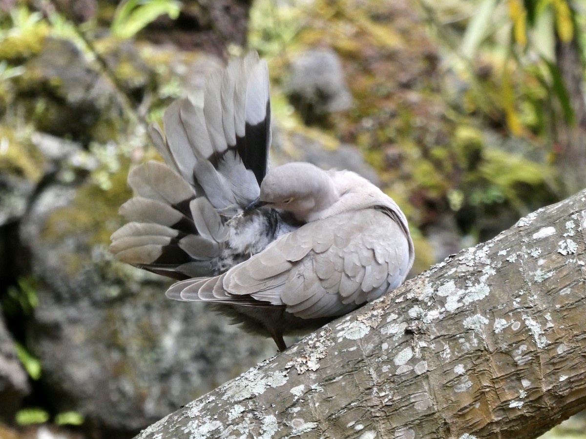 Eurasian Collared-Dove - ML618724228