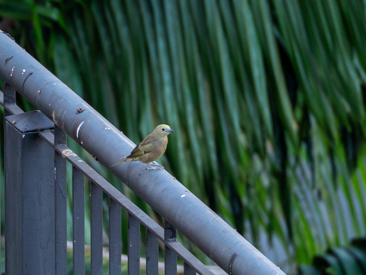 Palm Tanager - ML618724268
