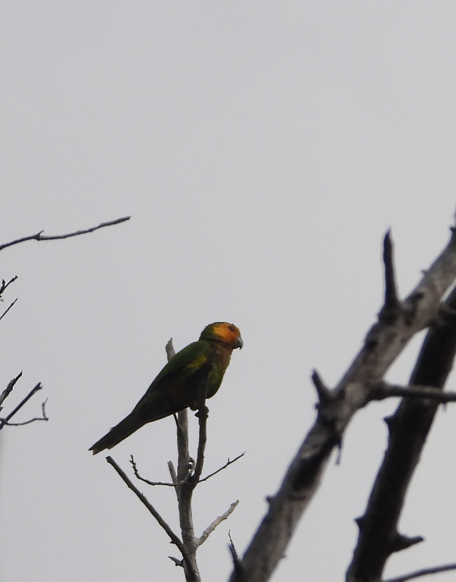 Brown-throated Parakeet - ML618724279