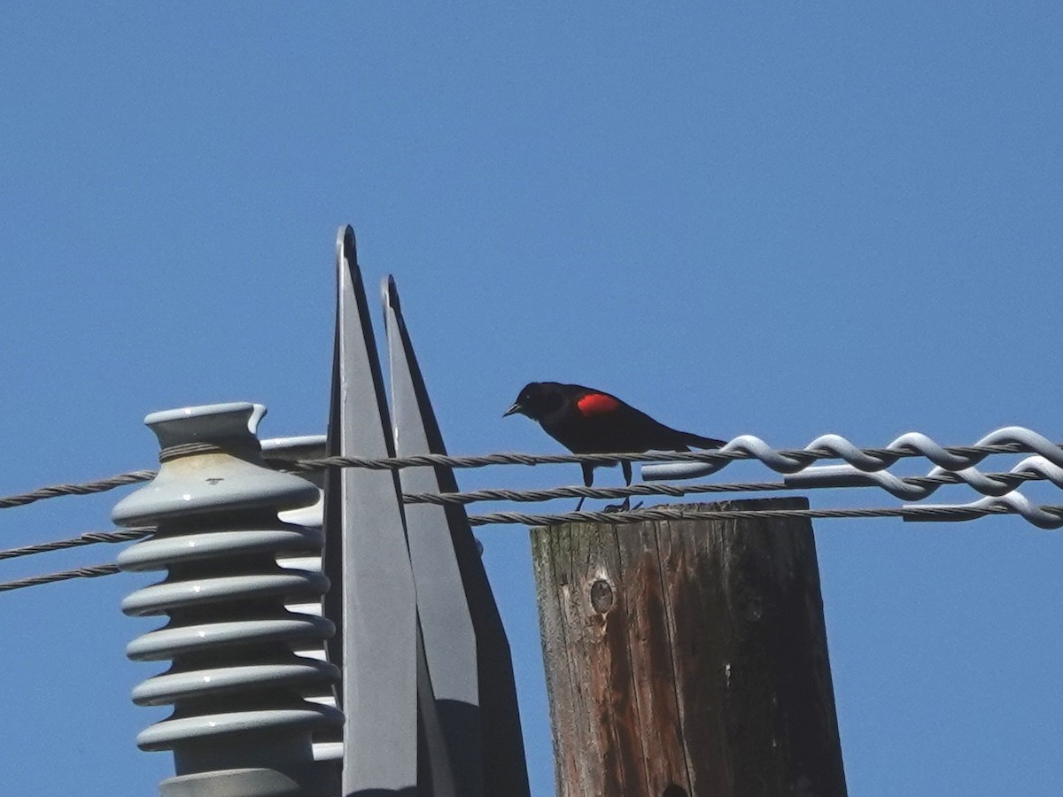 Red-winged Blackbird - ML618724280